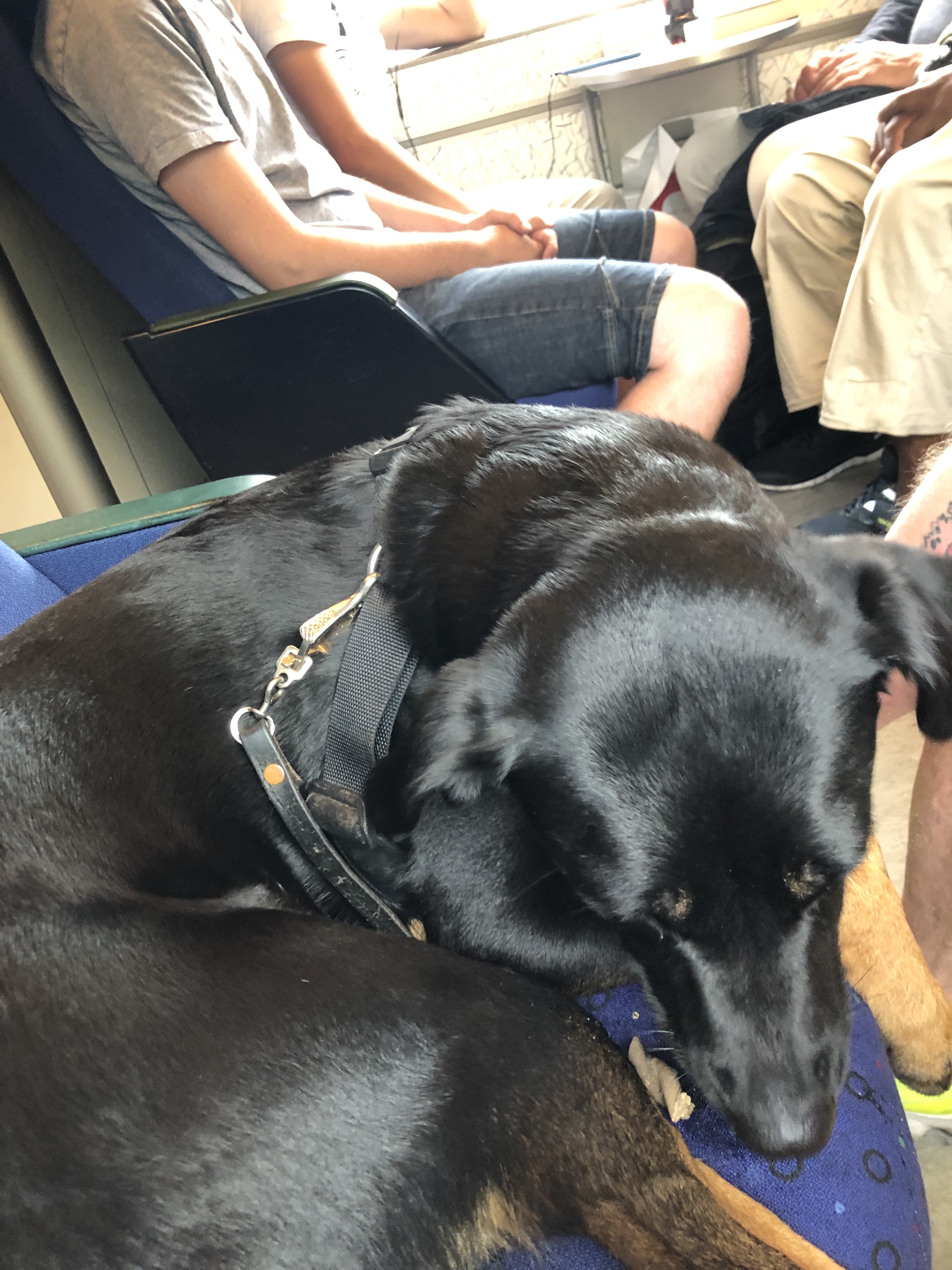 Black dog sitting next to me on the train.