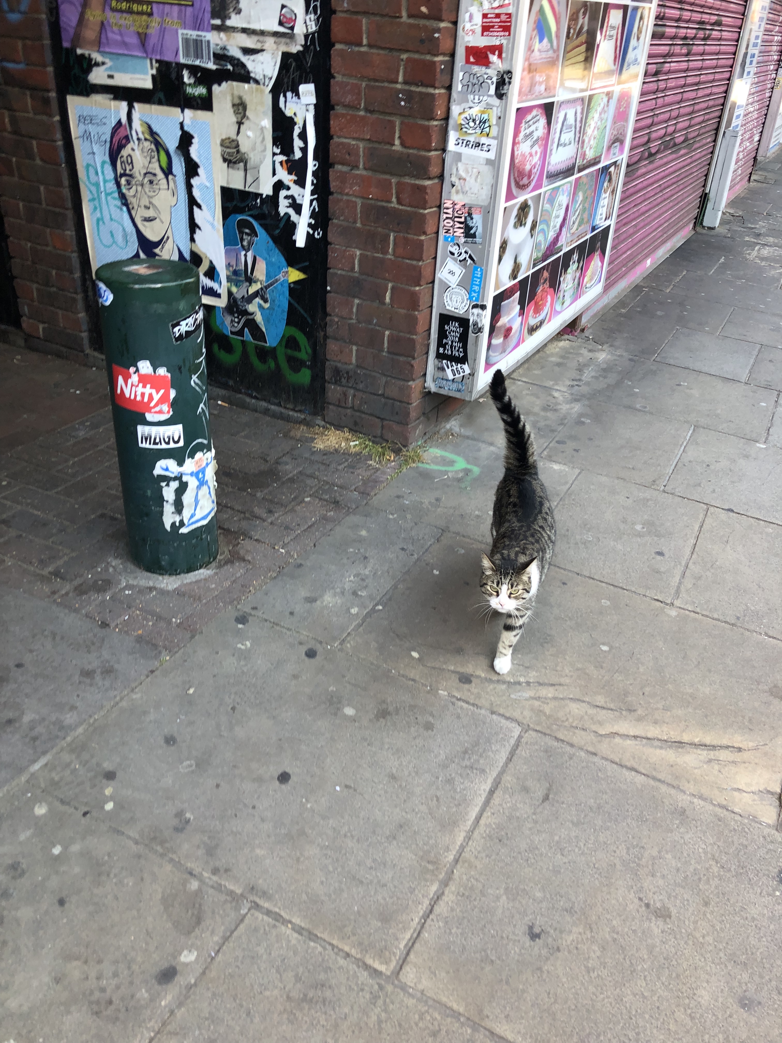 cat in london