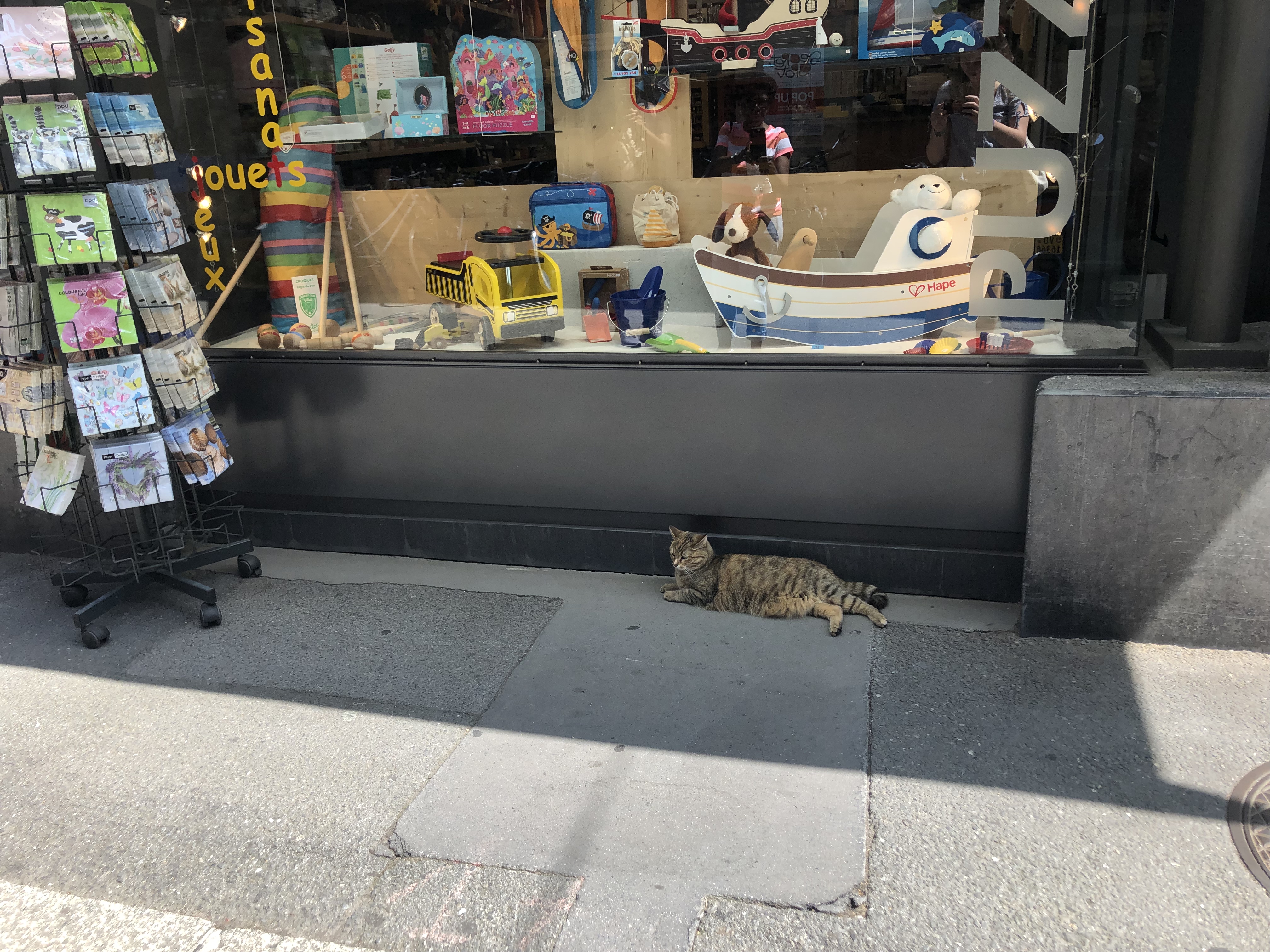 cat outside of a shop