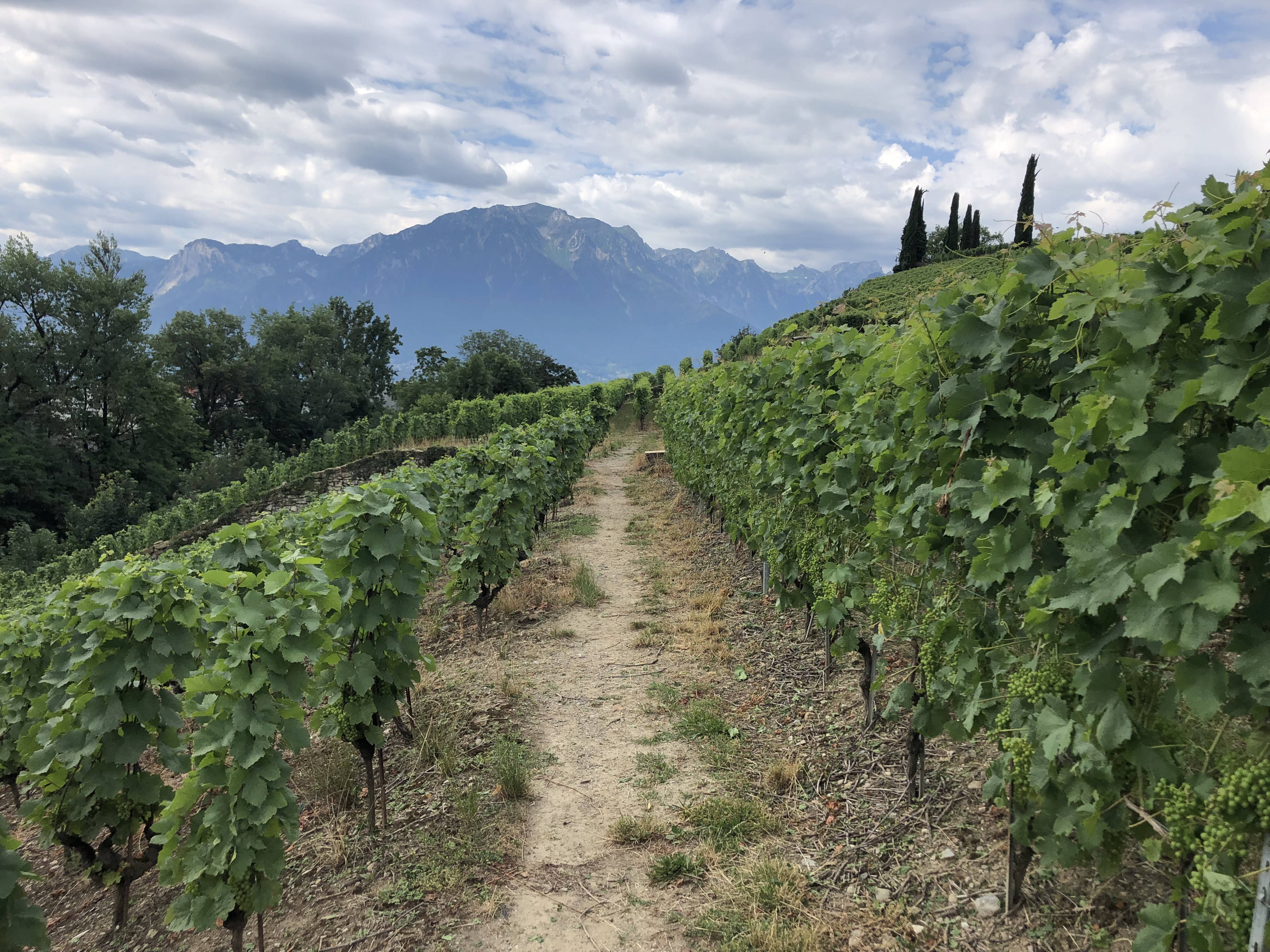 Vineyard with the alps in the background in montreux